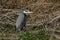 A magnificent hunting Grey Heron, Ardea cinerea, standing at the edge of a river.