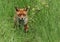 A magnificent hunting wild male Red Fox, Vulpes vulpes, sitting in the long grass watching in springtime.