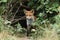 A magnificent hunting wild Red Fox, Vulpes vulpes, standing at the entrance to the den.