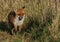 A magnificent hunting wild Red Fox, Vulpes vulpes, standing in the long grass.