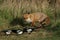 A magnificent hunting wild Red Fox, Vulpes vulpes, standing in a meadow. It has been watching some Magpies feeding.