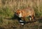 A magnificent hunting wild Red Fox, Vulpes vulpes, standing in a meadow next to a Magpie.