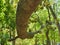 Magnificent and imposing tree branch in the nature at Lamanon in Provence