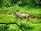 Magnificent Kudu Bull