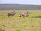 A magnificent kudu bull