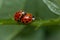 The magnificent ladybird in specific season