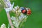 The magnificent ladybird in specific season