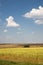 Magnificent landscape. Golden field, green plants and cloudy blue sky. Beauty of nature