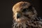 Magnificent Lanner Lugger Hybrid Falcon portrait against dark background