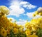 Magnificent large yellow buttercups