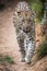 Magnificent Leopard Big Cat