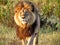 Magnificent Lion in Africa approaching