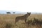 Magnificent lioness in the middle of a field covered with tall grass and trees in the background