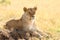 Magnificent lioness resting on a field covered with yellow grass