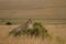 Magnificent lioness roaring on a grass covered hill captured in the African jungles