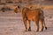 Magnificent Lioness watching prey movements