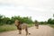 Magnificent lions on a gravel road surrounded by grassy fields and trees