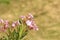 Magnificent looking pink color flowers. Display the aura of the floral elements in the rough background