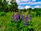 Magnificent lupins flowers Lupinus polyphyllus.