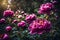 Magnificent magenta peonies blooming in an outdoor garden