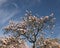 Magnificent Magnolia tree at the height of its bloom in Spring in a park in New Jersey