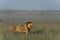 Magnificent male African lion confidently standing in a vast, cloudy savannah