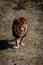 Magnificent male lion standing on and looking at camera.