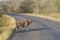 Magnificent male nyala crossing the road