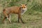 A magnificent male wild Red Fox, Vulpes vulpes, hunting in a meadow.