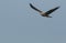 A magnificent Marsh Harrier, Circus aeruginosus, flying in the blue sky.