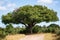 Magnificent marula tree Sclerocarya birrea with wide span, Kruger National Park, South Africa