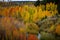 Magnificent misty view of the many different autumn leaf colors and a meandering stream in the Kolob Reservoir area of Zion Nation