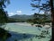 Magnificent mountain Altai landscape with branches, cedar on the Katun river mountains on the banks