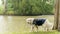 Magnificent mountain dog of the Pyrenees, at the edge of a lake in the rain