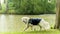 Magnificent mountain dog of the Pyrenees, at the edge of a lake in the rain