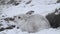 A magnificent Mountain Hare, Lepus timidus, in its winter white coat in a snow blizzard high in the Scottish mountains.