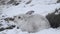 A magnificent Mountain Hare Lepus timidus in its winter white coat in a snow blizzard high in the Scottish mountains eating its