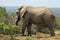 Magnificent muddy elephant walking around near the bushes and plants in the jungle