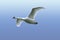 Magnificent Mute Swan - Cygnus Olor - In Flight