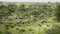 Magnificent natural landscape of herd of elephants moving through savanna slowly. Amazing scene of row of cars on