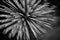 Magnificent  natural, monochrome closeup view on firework flower blast on dark