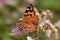 Magnificent orange butterfly