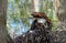 Magnificent Ornate Hawk-eagle, Spizaetus ornatus