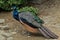 A magnificent peacock with a long tail and feathers walks through the park.