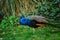 Magnificent peacock walking in garden