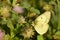 Magnificent picture of  pale clouded yellow butterfly sitting on flower