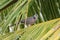 A magnificent pigeon on a coconut tree leaf. Rare features of the bird makes it more beautiful and attractive.