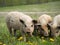 Magnificent piglets of Hungarian mangalitsa breed. Shaggy hair in pigs