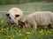 Magnificent piglets of  Hungarian mangalitsa breed. Shaggy hair in pigs