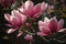 Magnificent Pink Magnolia Blooms Magnolia Soulangeana Trees Blossom in Spring. Generative AI